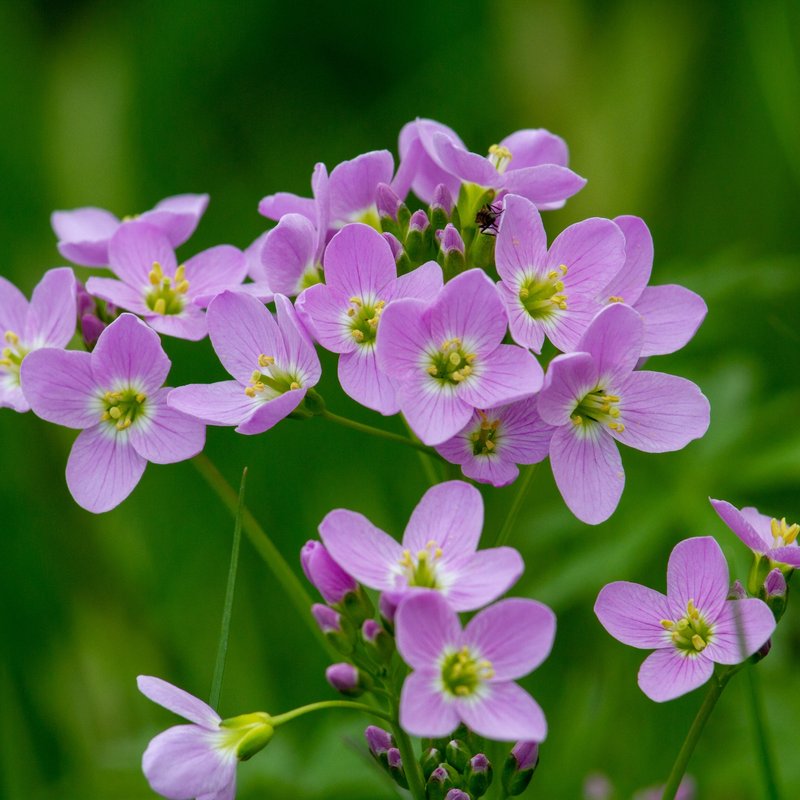 Streektuin Friese Meren tot Weerribben