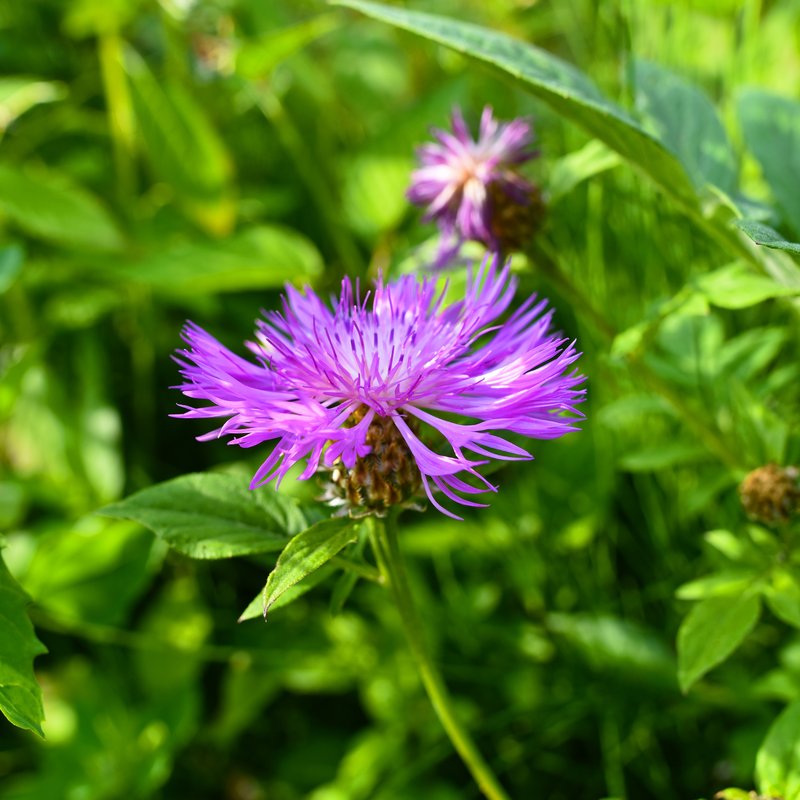 Streektuin Gelderse Poort
