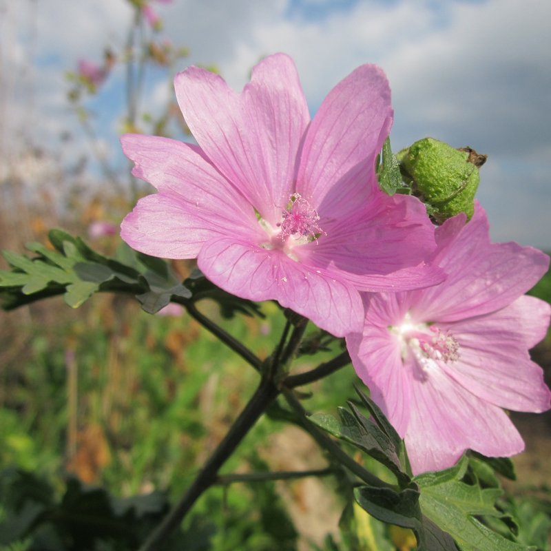 Streektuin IJsselmeerpolders en Zuiderzeedijken
