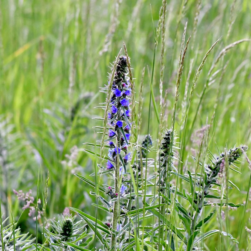 Streektuin Kalkrijke Hollandse duinstreek