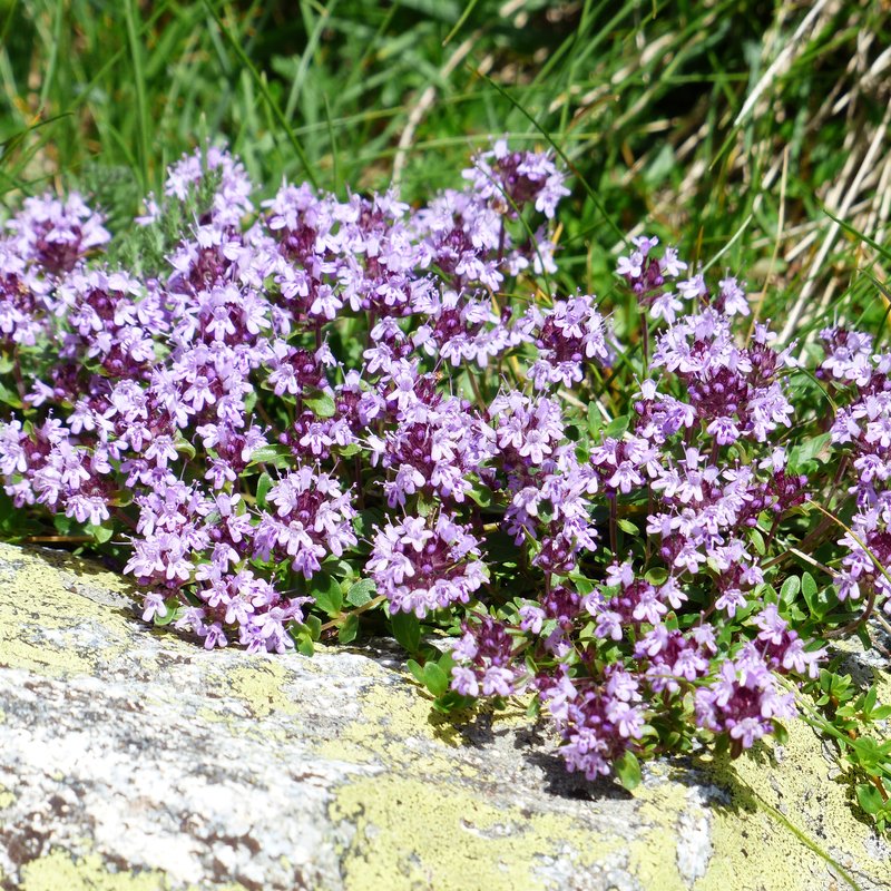 Streektuin Limburgse Maasstreek