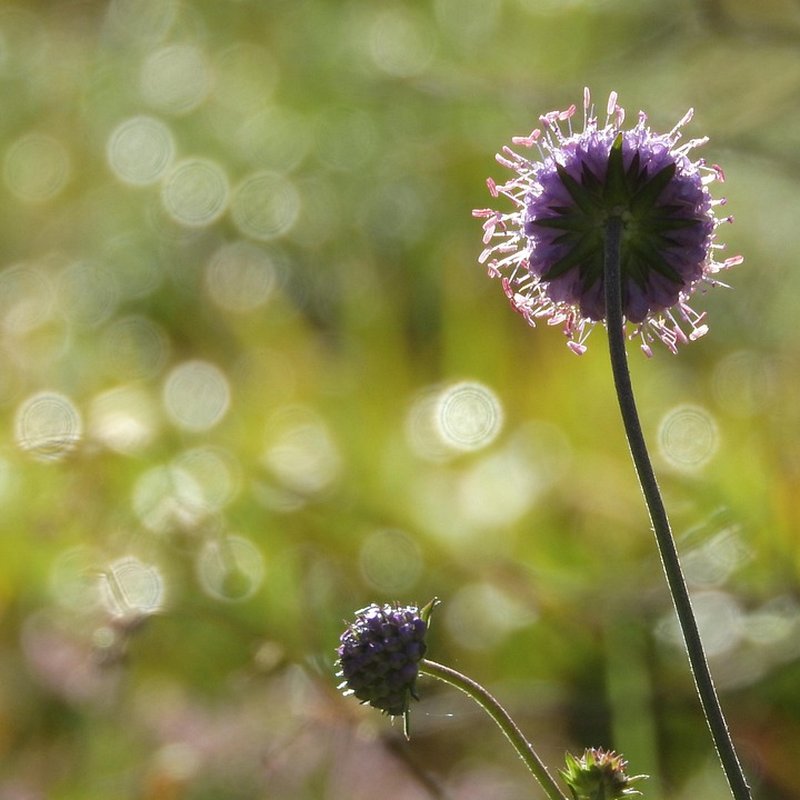Streektuin Regge en Sallandse Heuvelrug