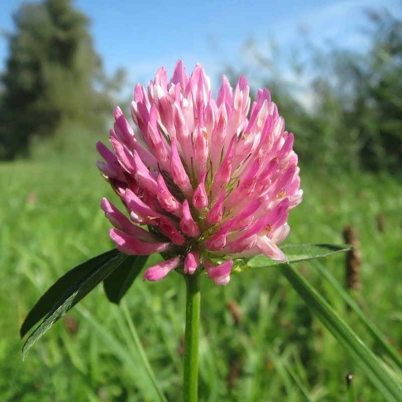 Streektuin Rijk van Nijmegen