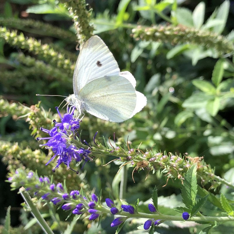 Streektuin Vechtdal