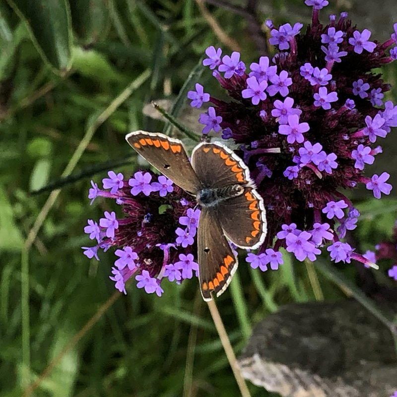 Streektuin Zuidwestelijke duingronden