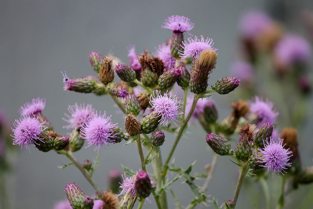 Akkerdistel