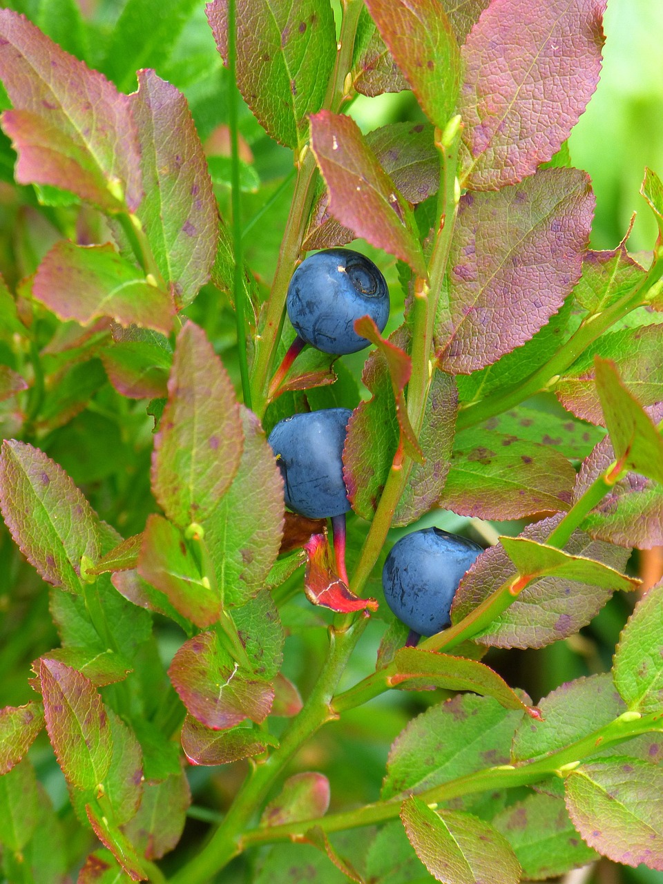 Blauwe bosbes
