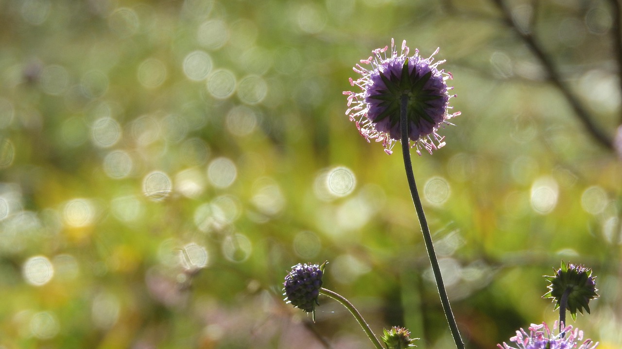 Blauwe knoop