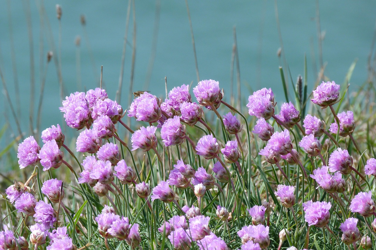 Engels gras