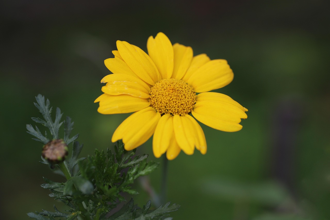 Gele ganzenbloem