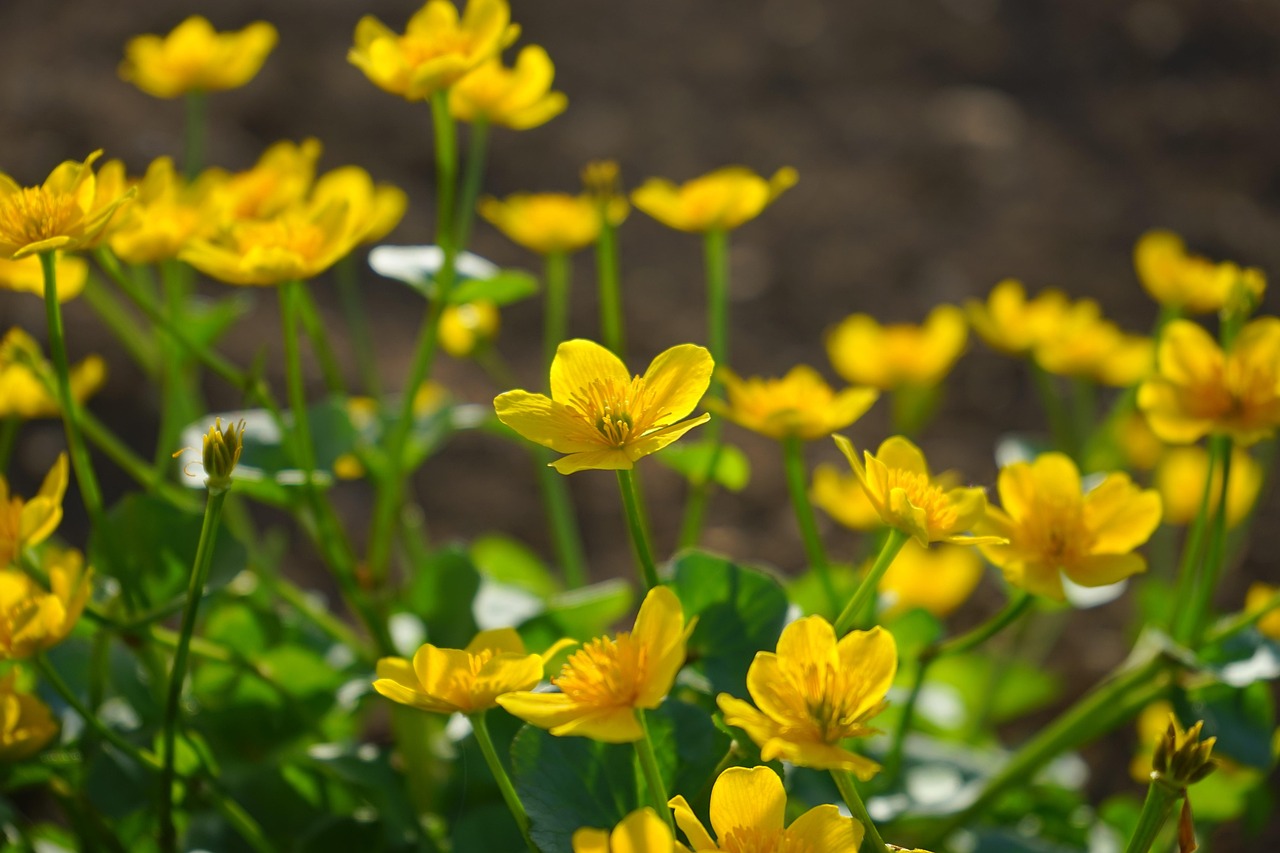 Gewone dotterbloem