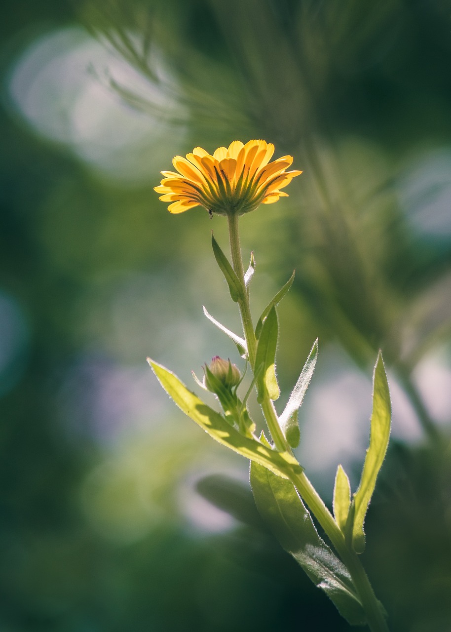 Goudsbloem