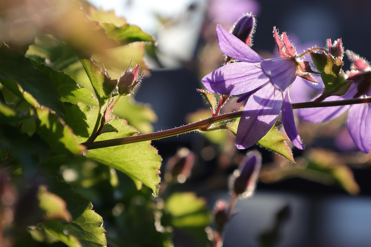 Klokjesbloem