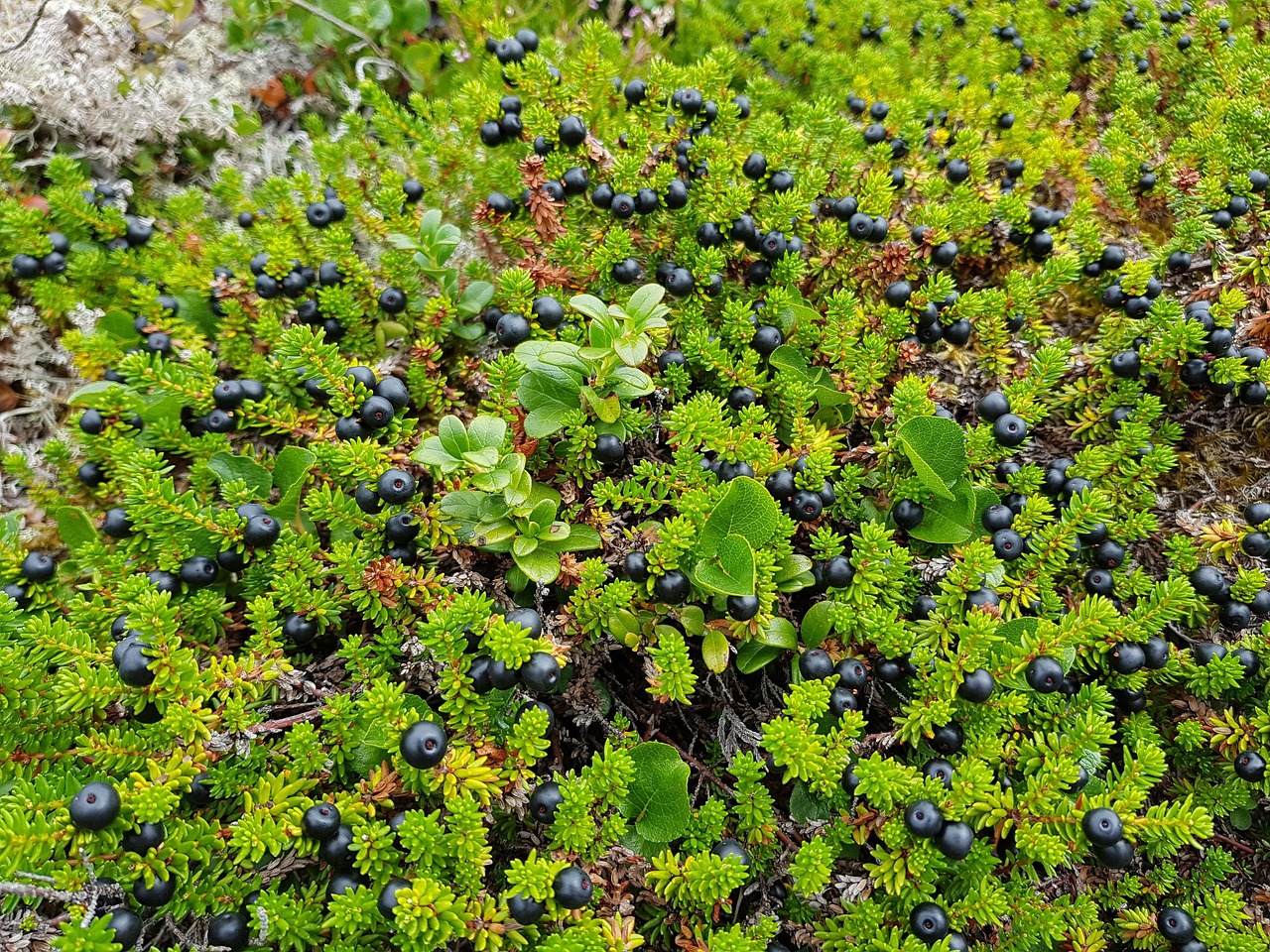 Kraaihei