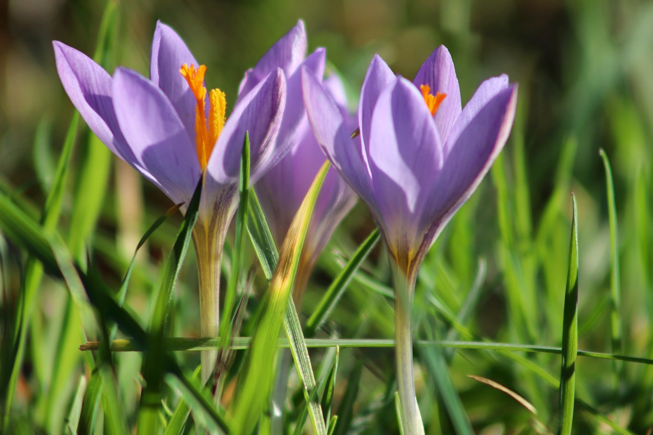 Krokus
