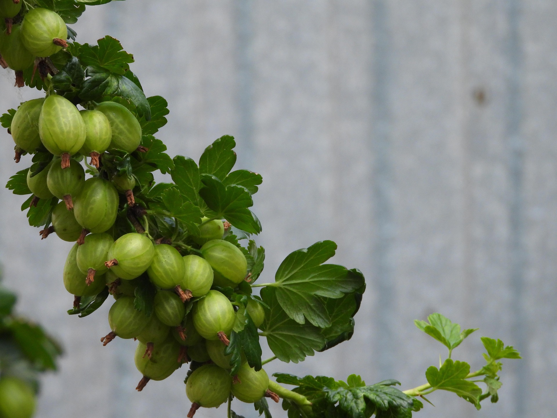 Kruisbes