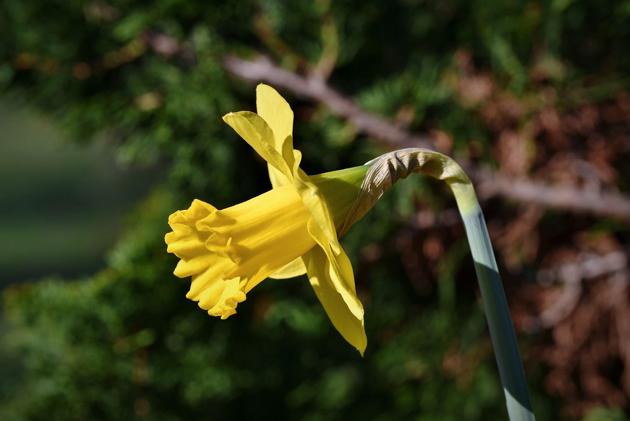 Narcis