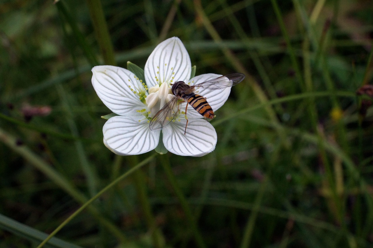 Parnassia