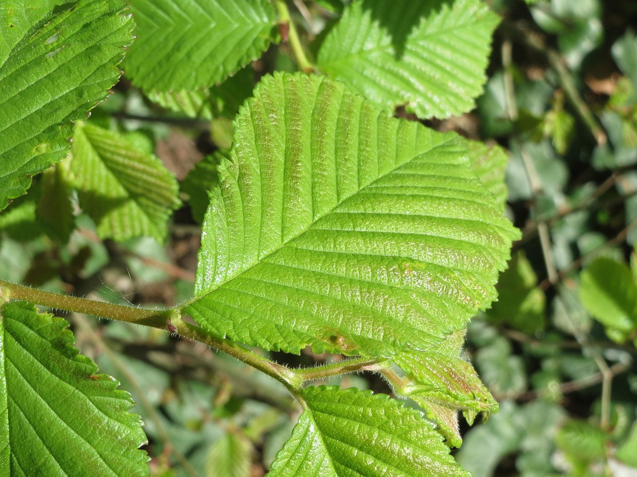 Ruwe iep