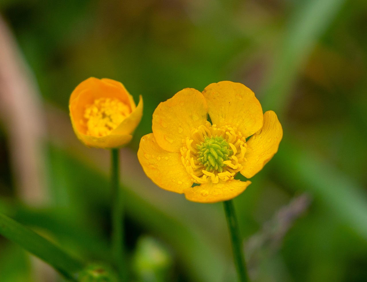 Scherpe boterbloem