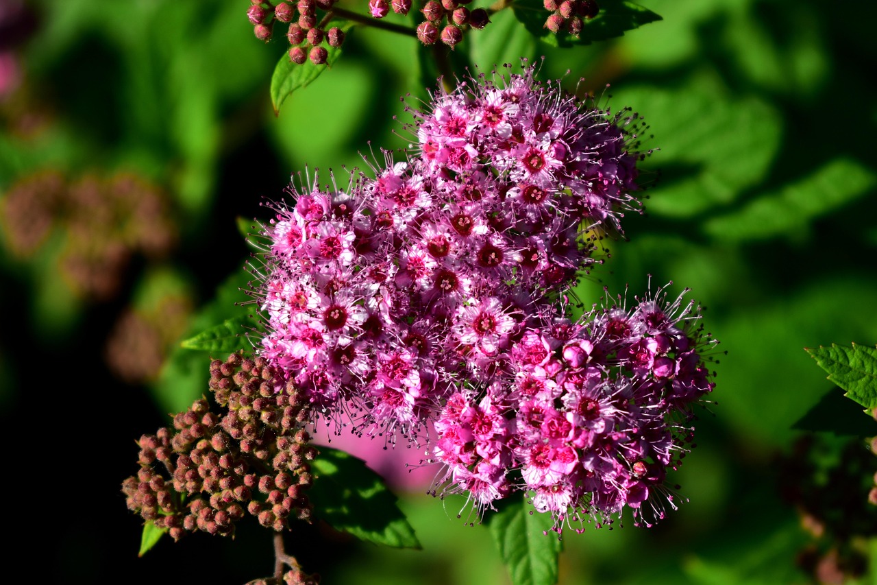 Spirea