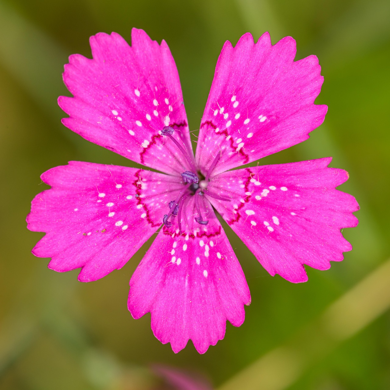 Steenanjer