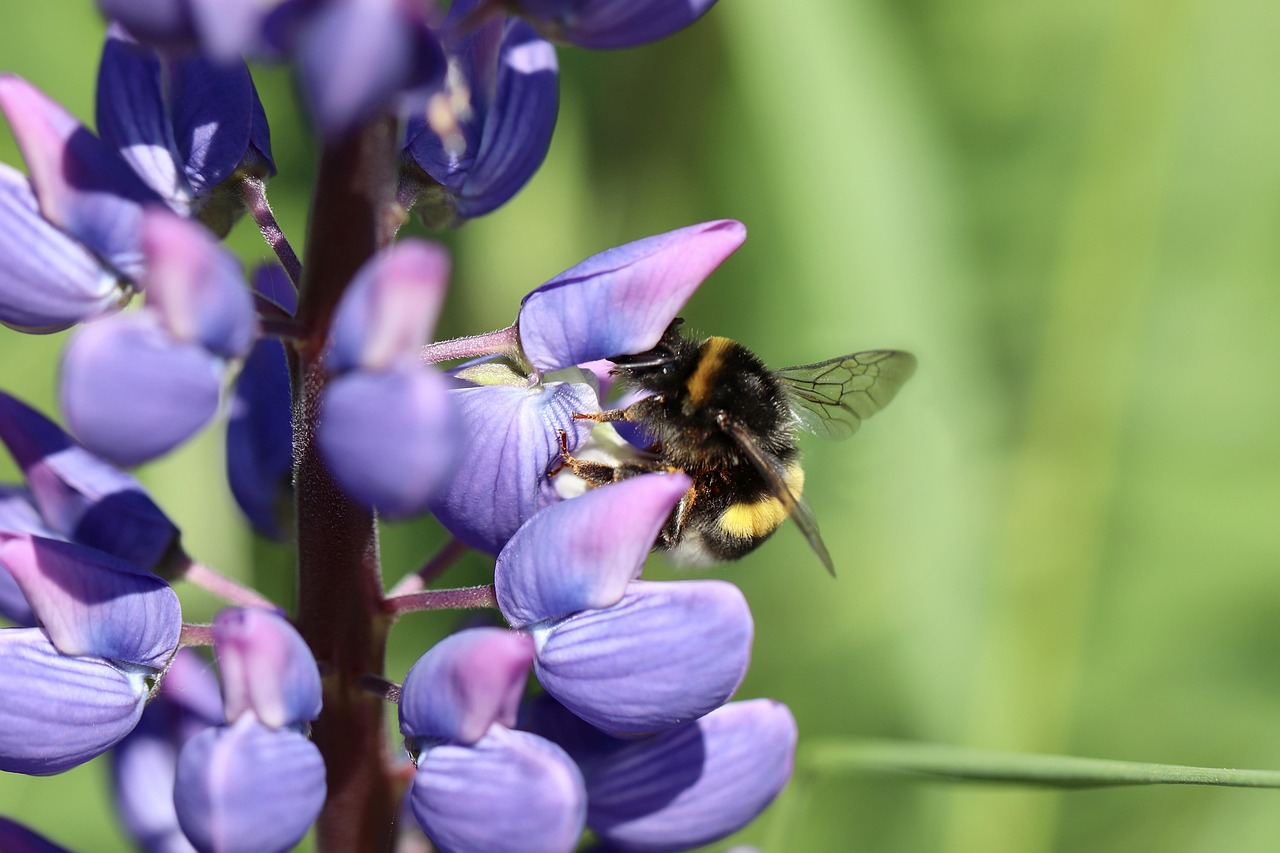 Vaste lupine