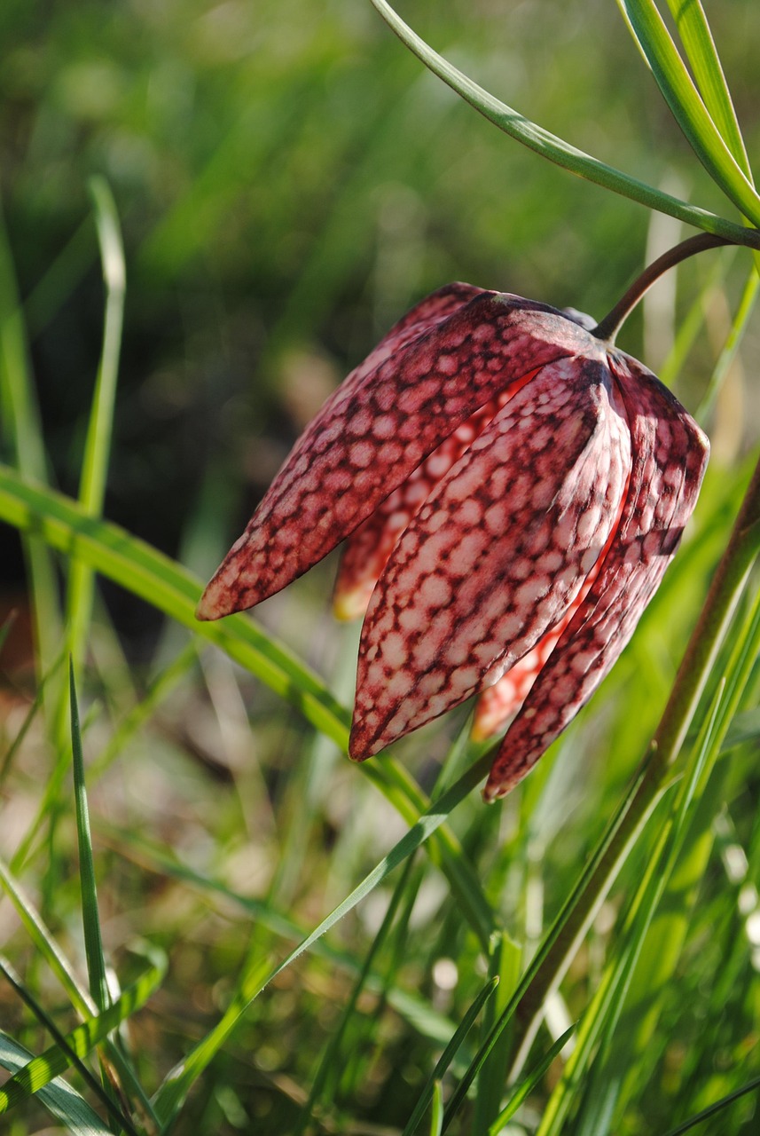 Wilde kievitsbloem