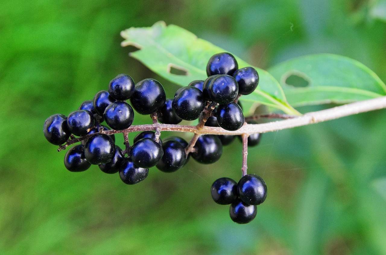 Wilde liguster