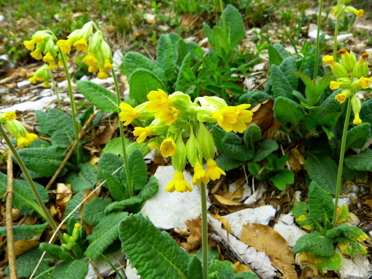 Wilde sleutelbloem