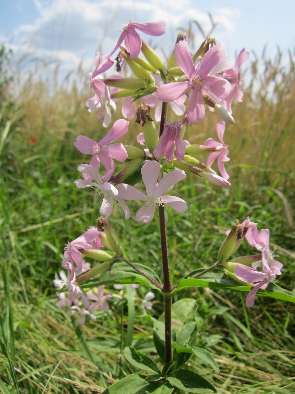 Zeepkruid
