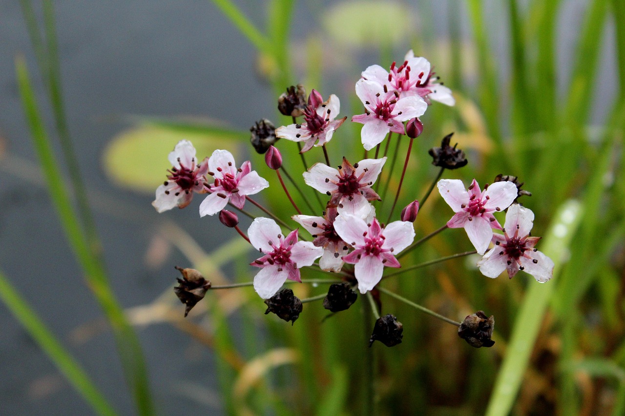 Zwanenbloem